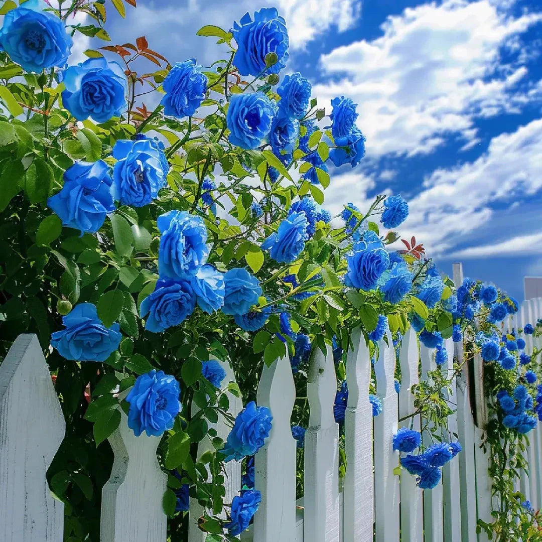 Blue Climbing Rose Flower seeds for Planting Bright Blooms Heirloom & GMO Free Seeds for Home Garden