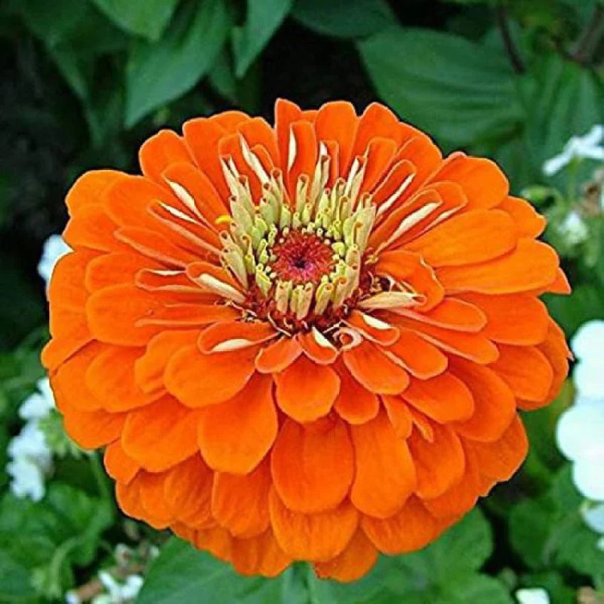 Orange Anthemoides Flower seeds for Planting Colorful Display, Heirloom & GMO Free Seeds for Home Garden seeds for planting