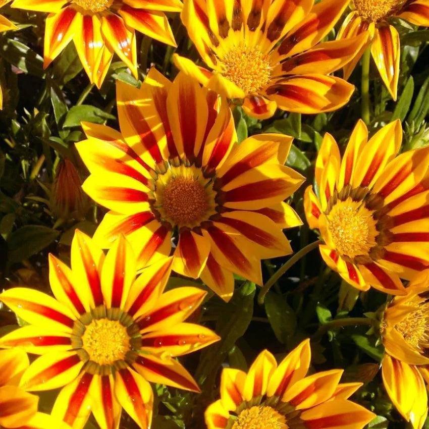 High quality Yellow Red Gazania Rigens Flower seeds for Planting Premium Quality, Heirloom & GMO Free Seeds for Home Garden seeds pack
