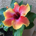 Hibiscus Flower seeds for Planting Compact Growth Heirloom & GMO Free Seeds for Home Garden seeds for planting