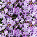 Lavender Linanthus Flower seeds for Planting Vibrant Colors, Heirloom & GMO Free Seeds for Home Garden seeds for planting