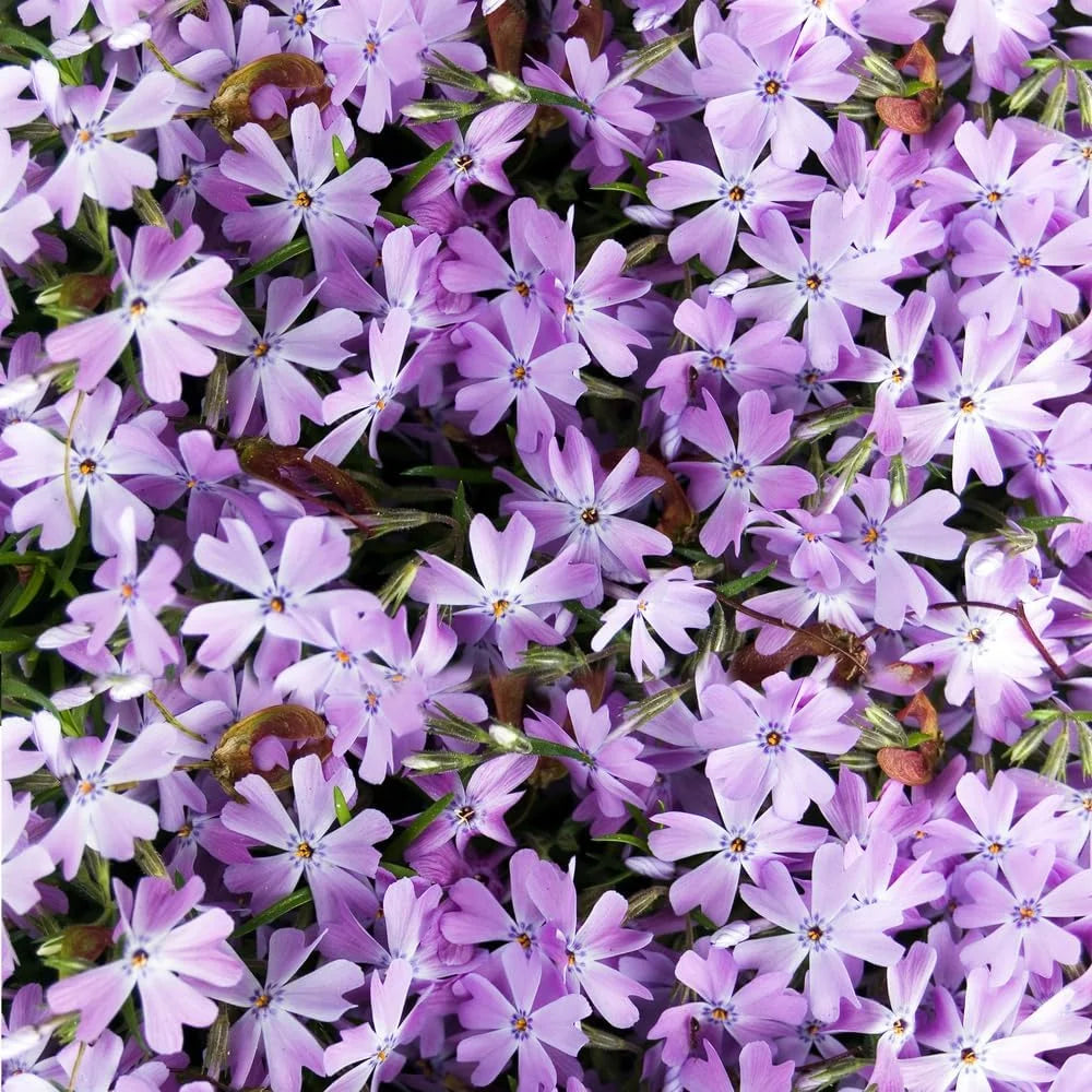 Lavender Linanthus Flower seeds for Planting Vibrant Colors, Heirloom & GMO Free Seeds for Home Garden seeds for planting