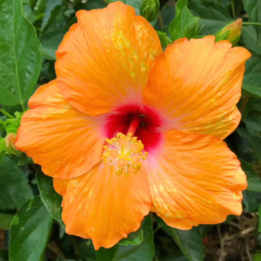 Orange Hibiscus Rosa Sinensis Flower seeds for Planting Cut Flower Favorite, Heirloom & GMO Free Seeds for Home Garden seeds for planting