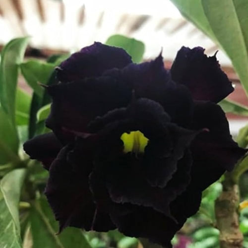 Black Adenium Flower seeds for Planting Shade Tolerant, Heirloom & GMO Free Seeds for Home Garden seeds for planting