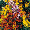 Mixed Cheiranthus Flower seeds for Planting Garden Favorite, Heirloom & GMO Free Seeds for Home Garden seeds for planting
