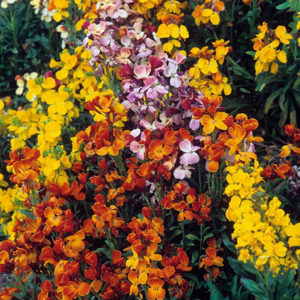 Mixed Cheiranthus Flower seeds for Planting Garden Favorite, Heirloom & GMO Free Seeds for Home Garden seeds for planting