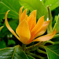 Chempaca Flower seeds for Planting Fragrant Blossoms, Heirloom & GMO Free Seeds for Home Garden seeds for planting