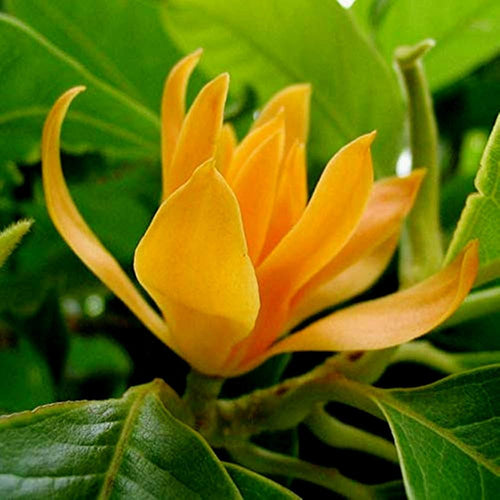 Chempaca Flower seeds for Planting Fragrant Blossoms, Heirloom & GMO Free Seeds for Home Garden seeds for planting