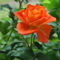 Red Orange Rose Flower seeds for Planting Colorful Display, Heirloom & GMO Free Seeds for Home Garden seeds for planting