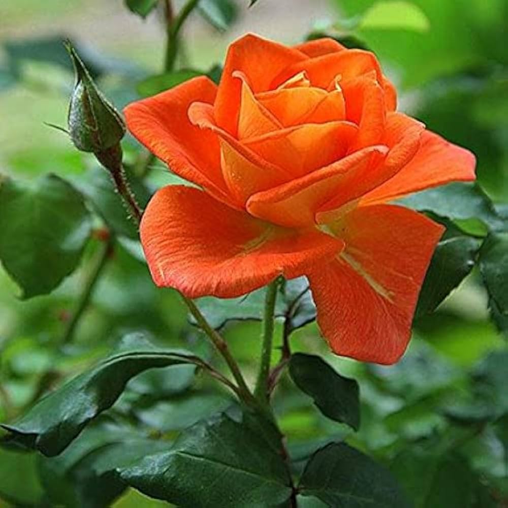 Red Orange Rose Flower seeds for Planting Colorful Display, Heirloom & GMO Free Seeds for Home Garden seeds for planting