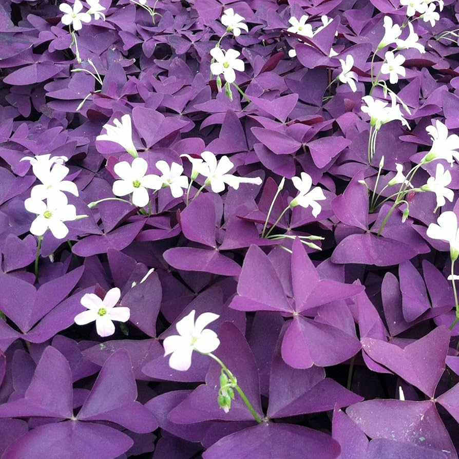 Oxalis Triangularis Flower seeds for Planting Bright Blooms, Heirloom & GMO Free Seeds for Home Garden seeds for planting