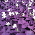 Oxalis Triangularis Flower seeds for Planting Bright Blooms, Heirloom & GMO Free Seeds for Home Garden seeds for planting
