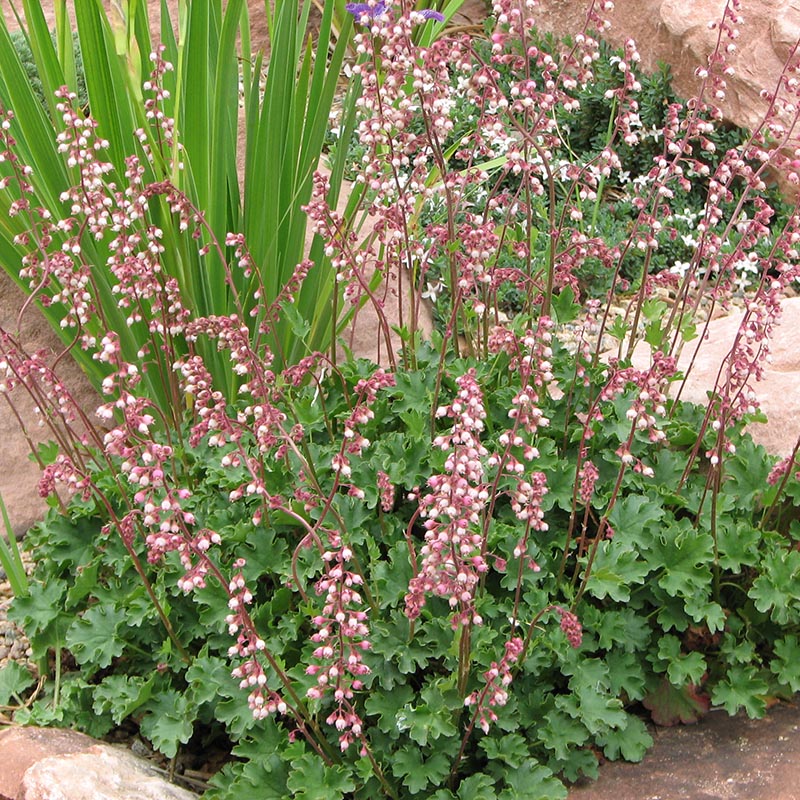 Heuchera Pulchella Flower seeds for Planting Bright Blooms Heirloom & GMO Free Seeds for Home Garden seeds for planting