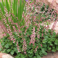 Heuchera Pulchella Flower seeds for Planting Bright Blooms Heirloom & GMO Free Seeds for Home Garden seeds for planting