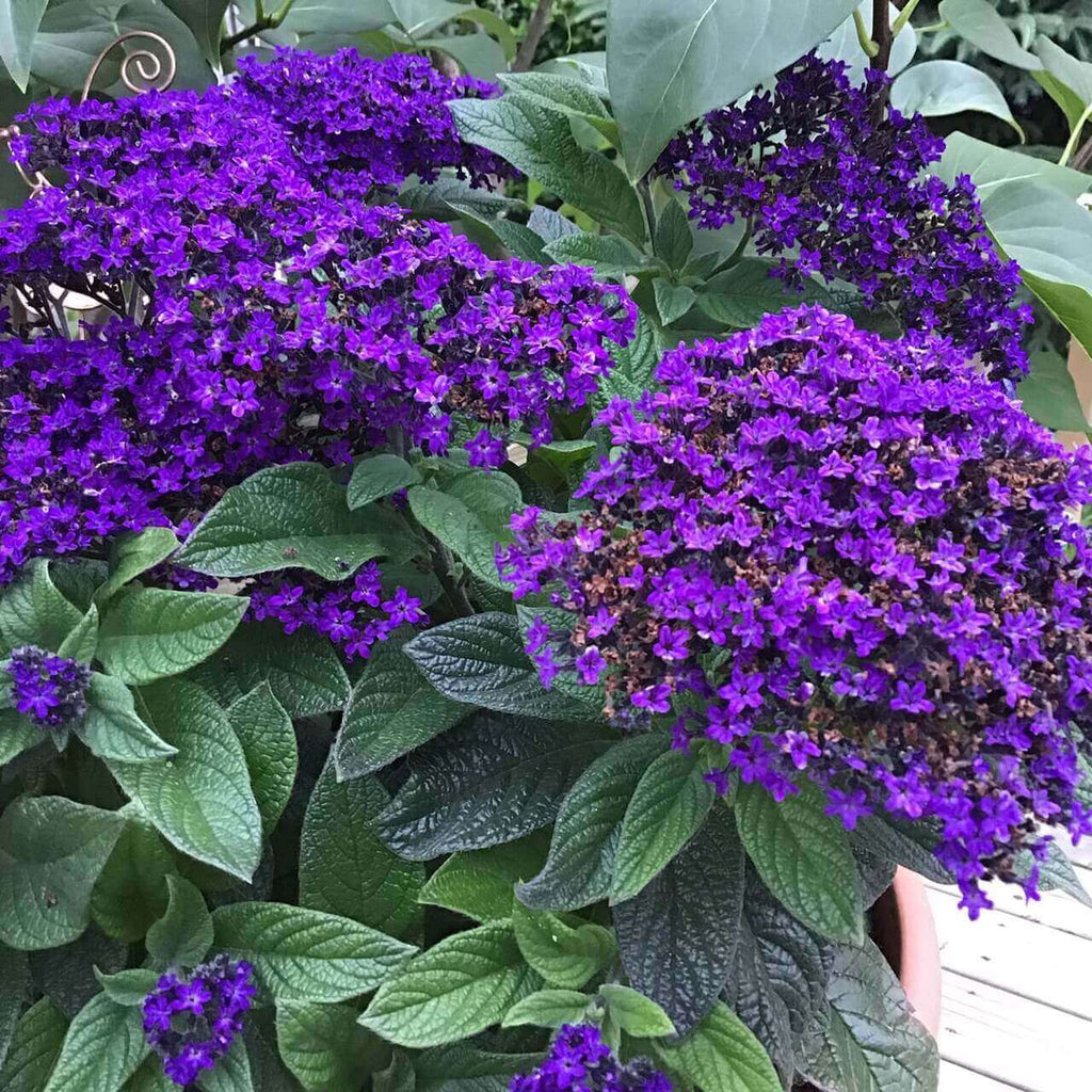 Fresh Heliotrope Flower seeds for Planting Shade Tolerant, Heirloom & GMO Free Seeds for Home Garden seeds for planting