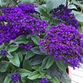 Fresh Heliotrope Flower seeds for Planting Shade Tolerant, Heirloom & GMO Free Seeds for Home Garden seeds for planting