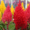 Mixed Celosia Argentea Flower seeds for Planting Hardy Variety, Heirloom & GMO Free Seeds for Home Garden seeds for planting