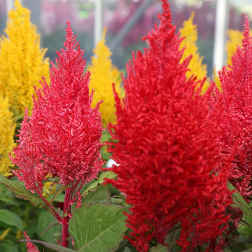 Mixed Celosia Argentea Flower seeds for Planting Hardy Variety, Heirloom & GMO Free Seeds for Home Garden seeds for planting
