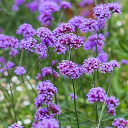 Purple Verbena Flower seeds for Planting Wildflower Mix Heirloom & GMO Free Seeds for Home Garden