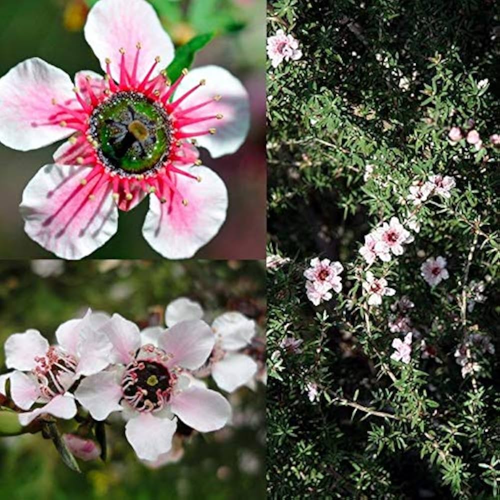 Manuka Flower seeds for Planting Seasonal Bloomer, Heirloom & GMO Free Seeds for Home Garden seeds for planting