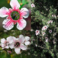 Manuka Flower seeds for Planting Seasonal Bloomer, Heirloom & GMO Free Seeds for Home Garden seeds for planting