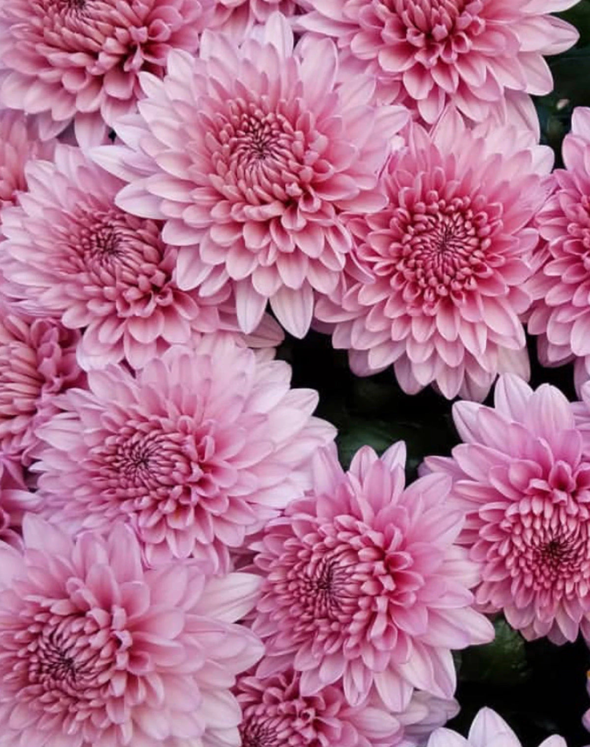 High quality Baby Pink Chrysanthemum Flower seeds for Planting Premium Quality, Heirloom & GMO Free Seeds for Home Garden seeds pack