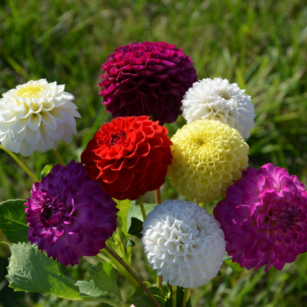 Dahlia Flower seeds for Planting Vibrant Colors Heirloom & GMO Free Seeds for Home Garden seeds for planting