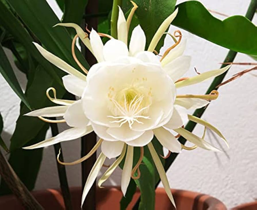 Epiphyllum Oxypetalum Flower seeds for Planting Pollinator Friendly, Heirloom & GMO Free Seeds for Home Garden seeds for planting
