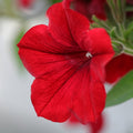 Red Velour Flower seeds for Planting Colorful Display, Heirloom & GMO Free Seeds for Home Garden seeds for planting