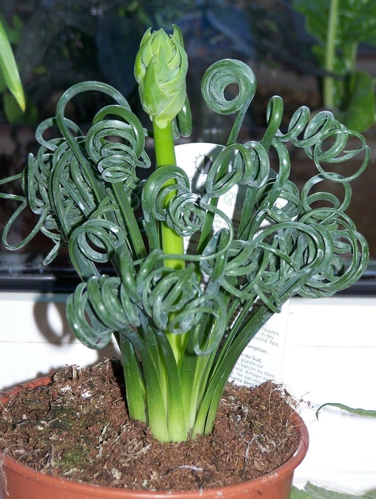 Curly Twisted Flower seeds for Planting Perfect for Borders, Heirloom & GMO Free Seeds for Home Garden seeds for planting