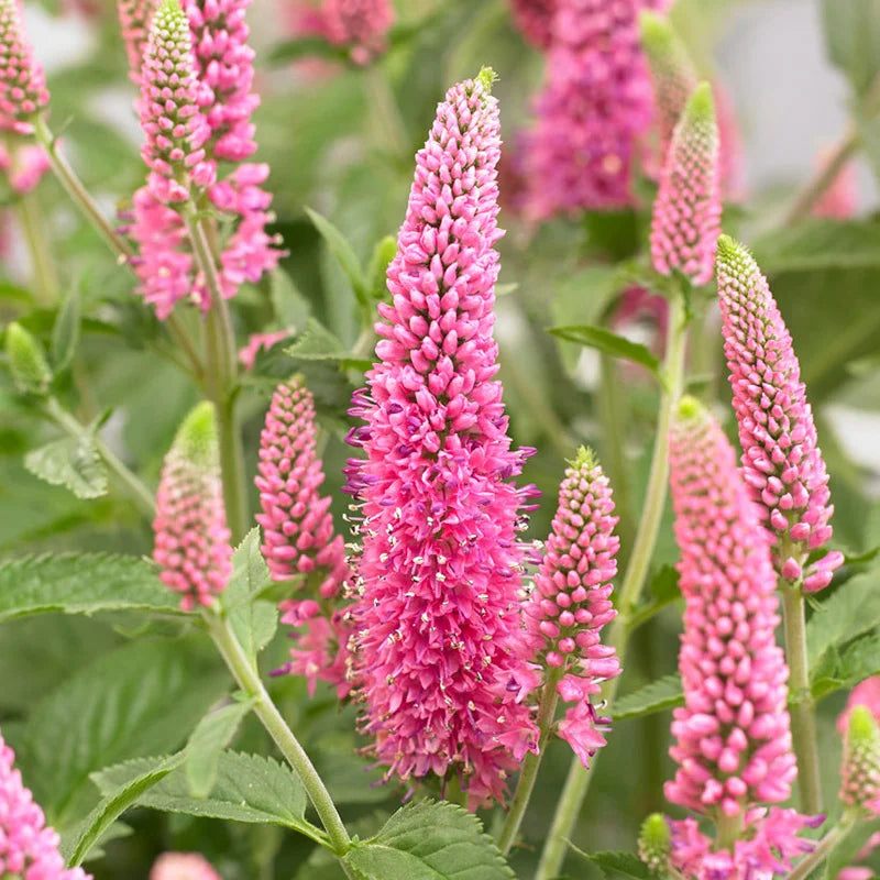Veronica Flower seeds for Planting Sun Loving Heirloom & GMO Free Seeds for Home Garden seeds for planting