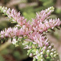 Pink White Sedum Pulchellum Flower seeds for Planting Sun Loving, Heirloom & GMO Free Seeds for Home Garden seeds for planting