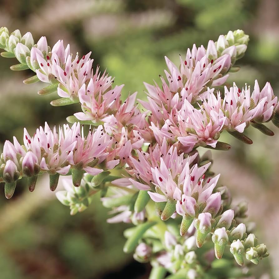 Pink White Sedum Pulchellum Flower seeds for Planting Sun Loving, Heirloom & GMO Free Seeds for Home Garden seeds for planting