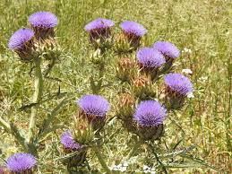 Premium Violet Cardunculus Flower seeds for Planting Garden Favorite, Heirloom & GMO Free Seeds for Home Garden seeds