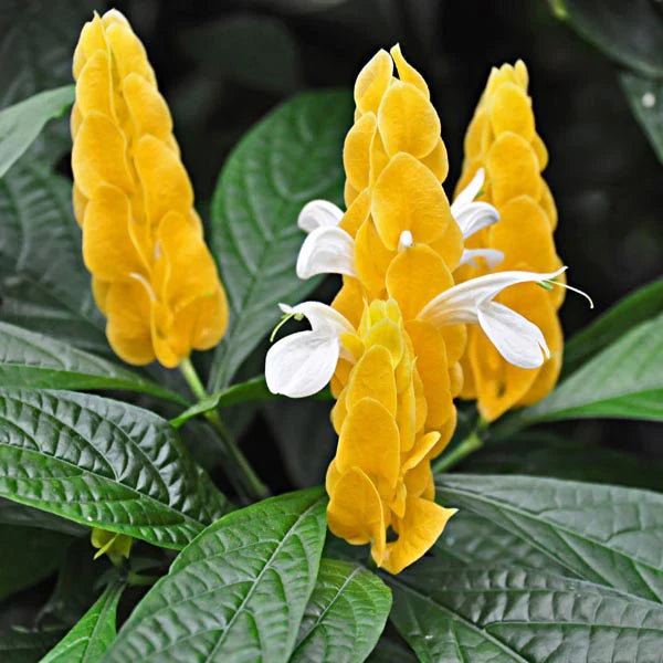 White Yellow Pachystachys Flower seeds for Planting Vibrant Colors, Heirloom & GMO Free Seeds for Home Garden seeds for planting