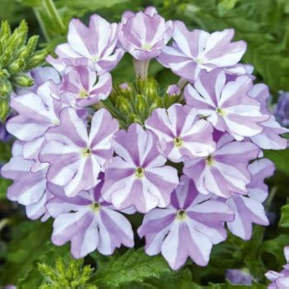 White Purple Verbena Flower seeds for Planting Easy to Grow, Heirloom & GMO Free Seeds for Home Garden seeds for planting