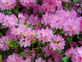 Rhododendron Flower seeds for Planting Garden Favorite Heirloom & GMO Free Seeds for Home Garden seeds for planting
