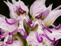 Naked Man Orchid Flower seeds for Planting Colorful Display, Heirloom & GMO Free Seeds for Home Garden seeds for planting