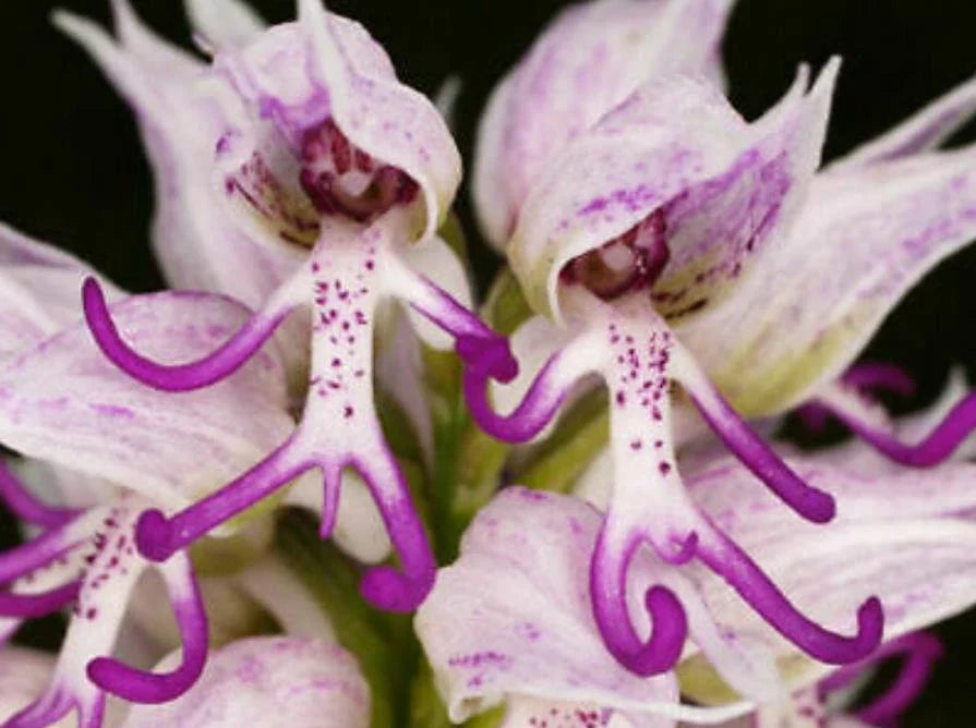 Naked Man Orchid Flower seeds for Planting Colorful Display, Heirloom & GMO Free Seeds for Home Garden seeds for planting