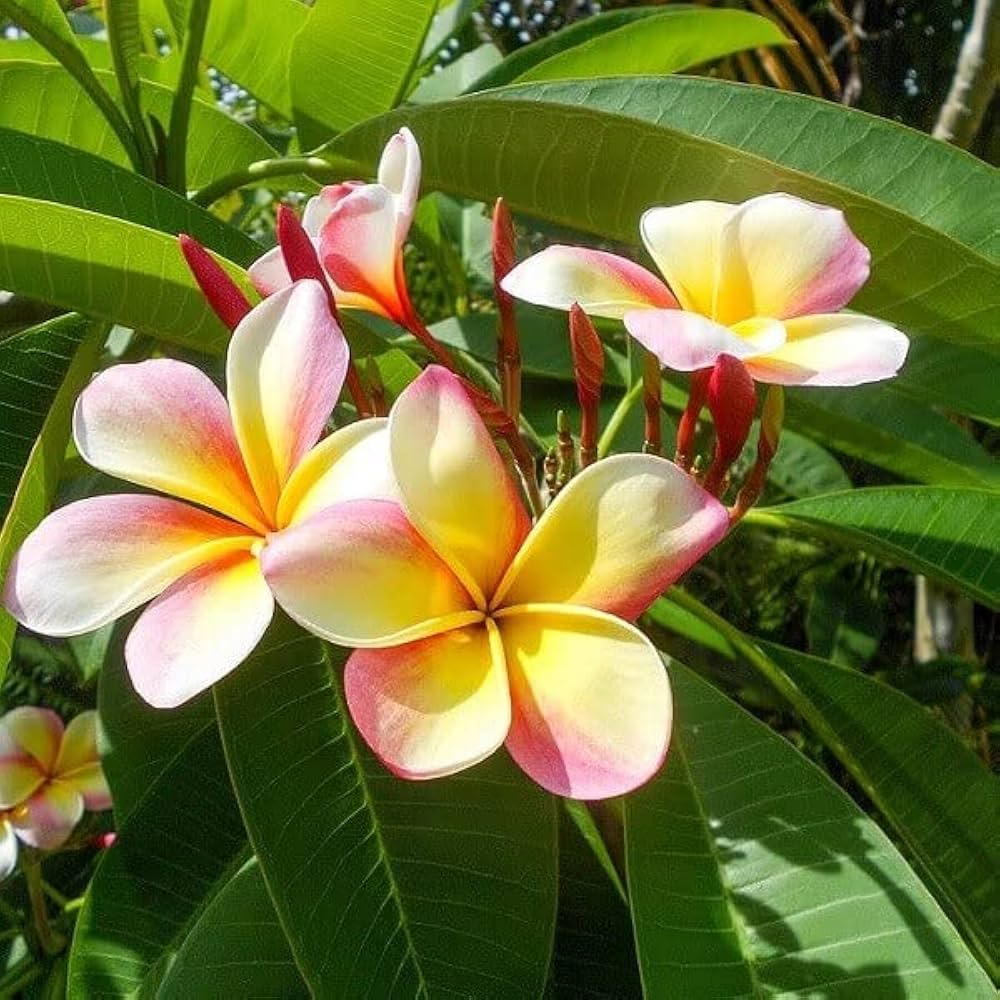 Frangipani Flower seeds for Planting Hardy Variety Heirloom & GMO Free Seeds for Home Garden 
 
 Sale for planting in home garden