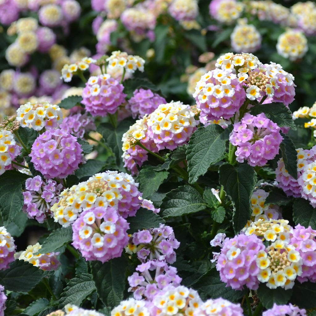 Wandelröschen Flower seeds for Planting Bright Blooms, Heirloom & GMO Free Seeds for Home Garden seeds for planting