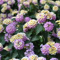 Wandelröschen Flower seeds for Planting Bright Blooms, Heirloom & GMO Free Seeds for Home Garden seeds for planting