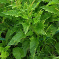 Henry Flower seeds for Planting Hardy Variety Heirloom & GMO Free Seeds for Home Garden seeds for planting