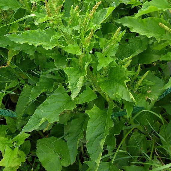 Henry Flower seeds for Planting Hardy Variety Heirloom & GMO Free Seeds for Home Garden seeds for planting