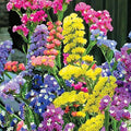 Mixed Colors Lavender Flower seeds for Planting Seasonal Bloomer, Heirloom & GMO Free Seeds for Home Garden seeds for planting