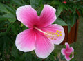 Pink White Hibiscus Flower seeds for Planting Fragrant Blossoms, Heirloom & GMO Free Seeds for Home Garden seeds for planting