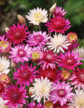 Xeranthemum Annuum Flower seeds for Planting Wildflower Mix, Heirloom & GMO Free Seeds for Home Garden seeds for planting