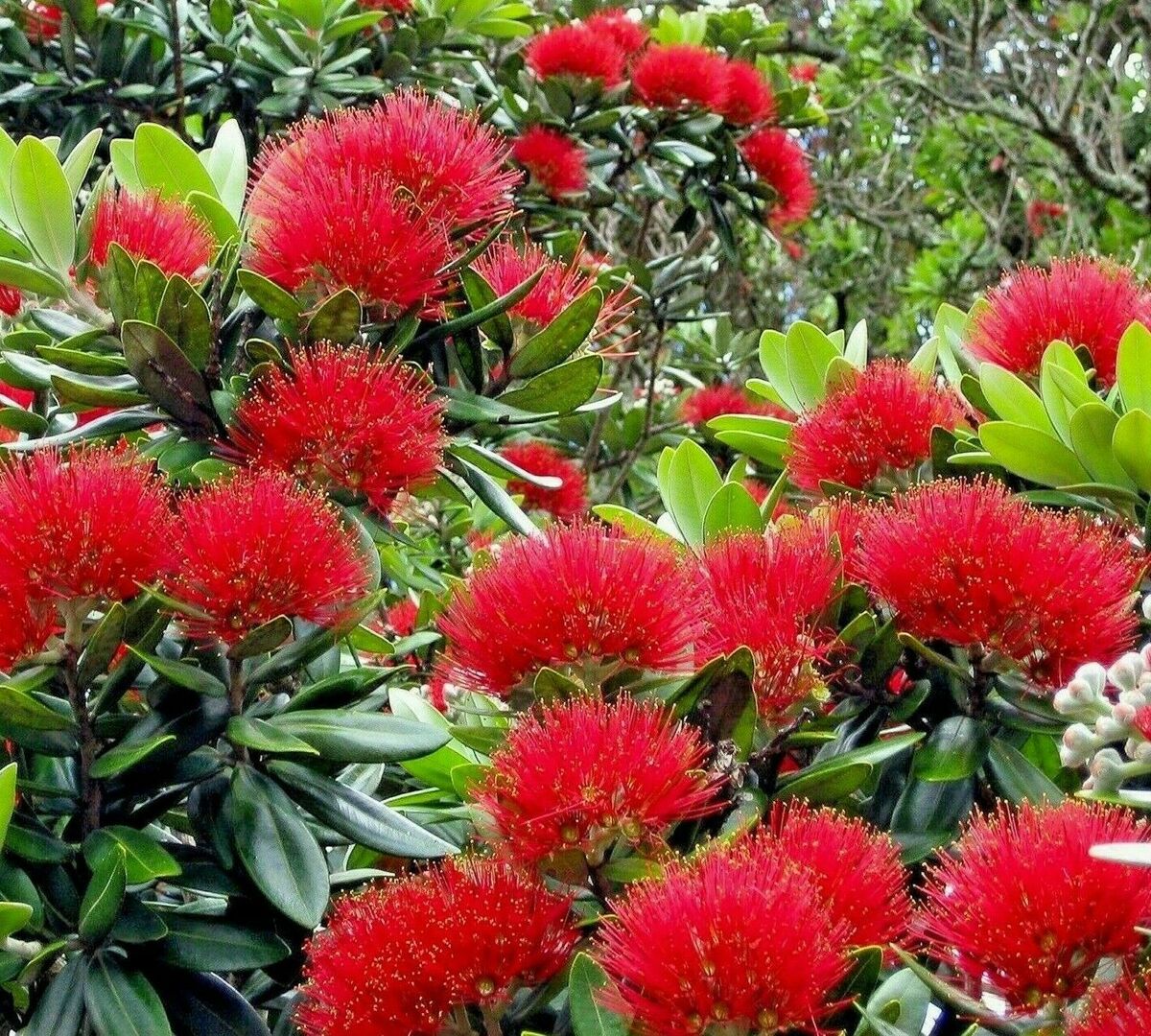 Red Pohutukawa Flower seeds for Planting Seasonal Bloomer, Heirloom & GMO Free Seeds for Home Garden seeds for planting