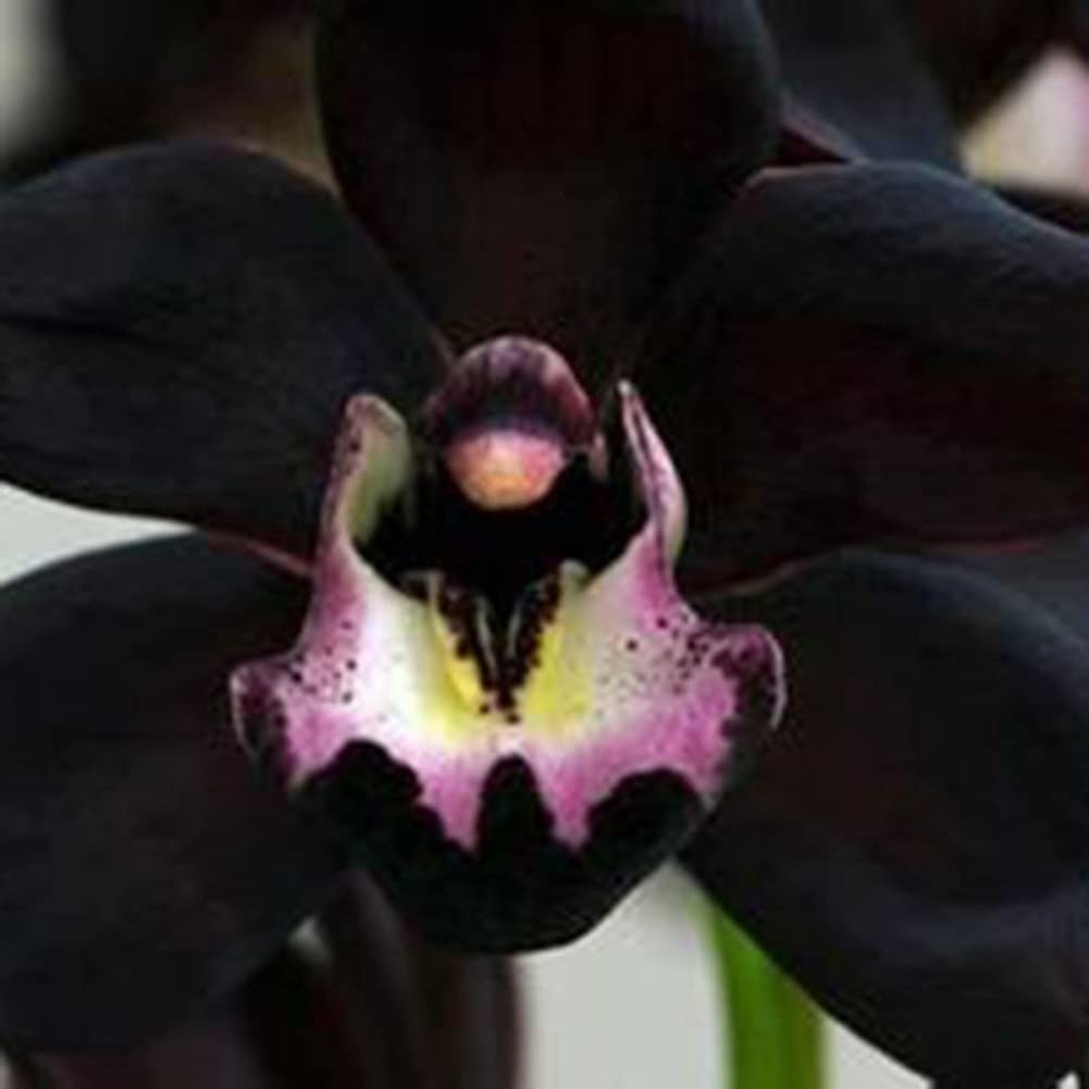 Samen Orchidee Flower seeds for Planting Hardy Variety, Heirloom & GMO Free Seeds for Home Garden seeds for planting