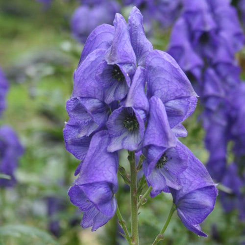 Blue Carmichaelii Flower seeds for Planting Fragrant Blossoms, Heirloom & GMO Free Seeds for Home Garden seeds for planting